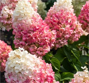 Гортензия метельчатая Пинки Промис (Pinky Promise) 25445