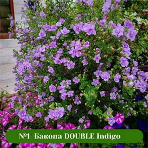 №1 	SCOPIA DOUBLE Indigo 1002