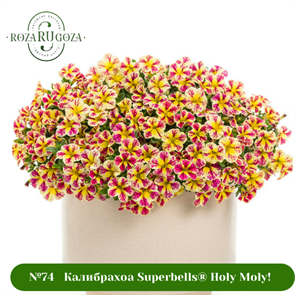 {{photo.Alt || photo.Description || '№74  Калибрахоа Superbells® Holy Moly!'}}