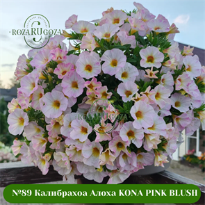 {{photo.Alt || photo.Description || '№89 Калибрахоа Алоха KONA PINK BLUSH'}}