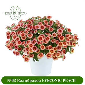 №62  Калибрахоа EYECONIC Peach 19102