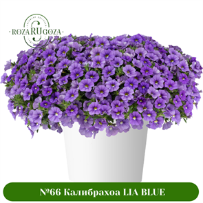 № 66 Калибрахоа LIA BLUE 19107