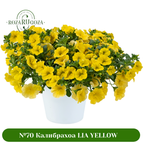 №72 Калибрахоа LIA YELLOW? 19111