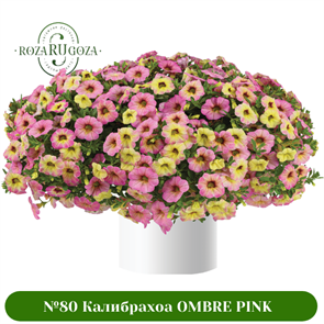 №80 Калибрахоа OMBRE PINK 19122
