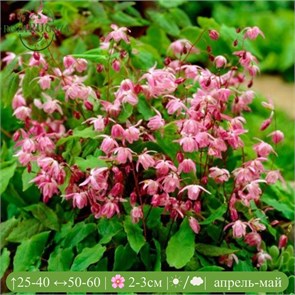 Горянка Красная (Epimedium rubrum) 25439