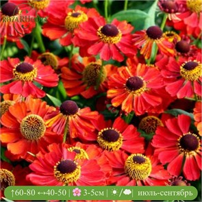 Гелениум осенний Рубинцверг (Rubinzwerg) usp25-16