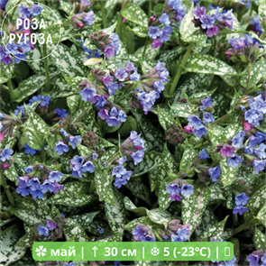 Медуница длиннолистная Андерсон (E.B. Anderson) usp25-37