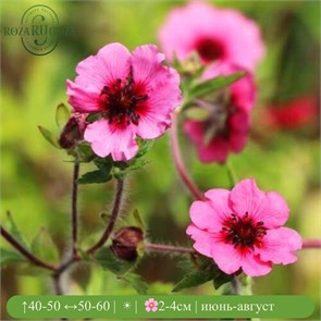 Лапчатка непальская Мисс Вилмотт (Miss Willmott) usp25-33