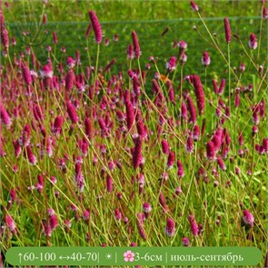 Кровохлебка лекарственная Пинк Танна (Pink Tanna) usp25-29