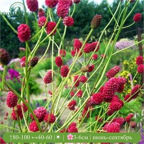 {{photo.Alt || photo.Description || 'Кровохлебка лекарственная Арнхем (Arnhem)'}}