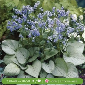 Бруннера крупнолистная Лукинг Гласс (Looking Glass) usp25-2