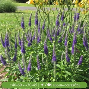 Вероника колосковая Санни Бордер Блю (Sunny Border Blue) usp25-11