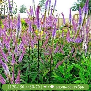 Вероникаструм сибирский Ред Арроус (Red Arrows) usp25-13