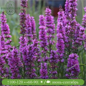 Дербенник иволистный Дропмор Перпл (Dropmore Purple) usp25-18