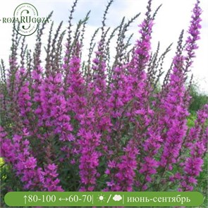 Дербенник иволистный Свирл (Swirl) usp25-21