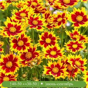 Кореопсис крупноцветковый Солар Джевал (Solar Jewel) usp25-23