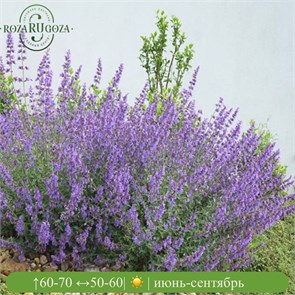 Котовник Фассена Сикс Хиллс Гигант (Six Hills Giant) usp25-26