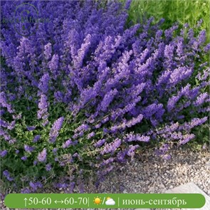 Котовник Фассена Валкер Лов (Walkers Low) usp25-27