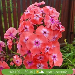 Флокс метельчатый Оранж Перфекшион (Orange Perfection) usp25-50