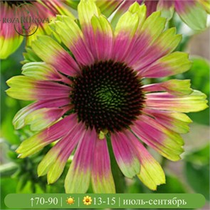 Эхинацея Блэйз Винтаж Лайм (Prairie Blaze Vintage Lime) usp25-54