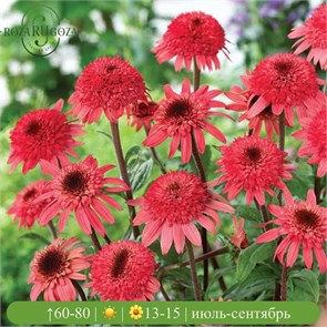 Эхинацея Расбери Трюфель (Raspberry Truffle) usp25-55