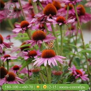 Эхинацея пурпурная Рубинштерн (Rubinstern) usp25-58