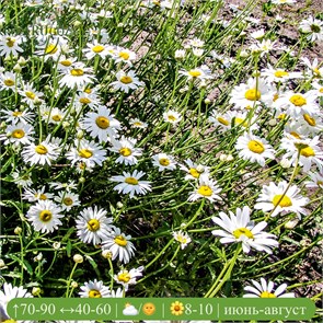 Нивяник великолепный Аляска (Alaska) 25438