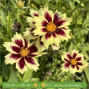Кореопсис крупноцветковый Солар Фанси (Solar Fancy) usp25-22