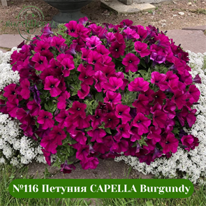№116 Петуния CAPELLA Burgundy 32200