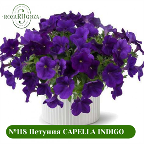 №118 Петуния CAPELLA Indigo 32295
