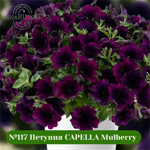 №117 Петуния CAPELLA Mulberry 32229