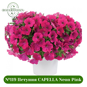 №119 Петуния CAPELLA Neon Pink 3208