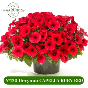 №120 Петуния CAPELLA Ruby Red 32198