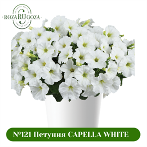 №113 Петуния Capella White Imp. 32233