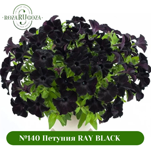 №140 Петуния RAY BLACK 32253