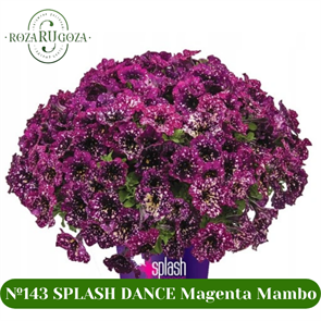 №143 Петуния SPLASH DANCE Magenta Mambo 32120