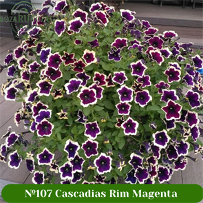 {{photo.Alt || photo.Description || '№107 Петуния CASCADIAS Rim Magenta'}}