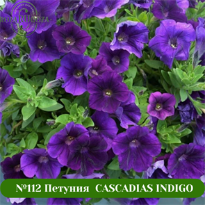 №112 Петуния CASCADIAS INDIGO 112/32238