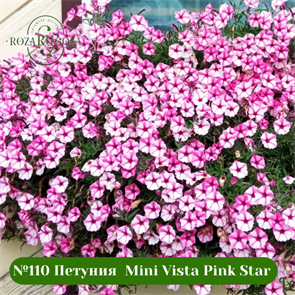 {{photo.Alt || photo.Description || '№110 Петуния  Mini Vista Pink Star'}}