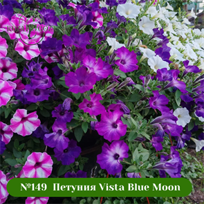 {{photo.Alt || photo.Description || '№149  Петуния Vista Blue Moon'}}