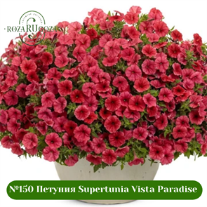 {{photo.Alt || photo.Description || '№150 Петуния Supertunia Vista Paradise'}}