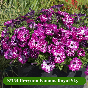 {{photo.Alt || photo.Description || '№154 Петуния Famous Royal Sky'}}