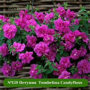 №159 Петуния вегетативная Tumbelina Candyfloss 159/32117