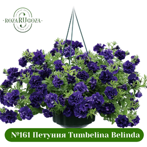 №161 Петуния вегетативная Tumbelina Belinda 161/3274