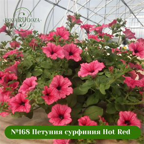 {{photo.Alt || photo.Description || '№168 Петуния сурфиния Hot Red'}}