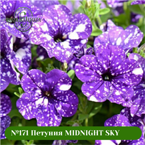 {{photo.Alt || photo.Description || '№171 Петуния MIDNIGHT SKY'}}