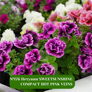 {{photo.Alt || photo.Description || '№176 Петуния SWEETSUNSHINE COMPACT HOT PINK VEINS'}}