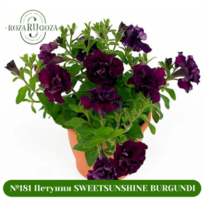 {{photo.Alt || photo.Description || '№181 Петуния SWEETSUNSHINE BURGUNDI'}}