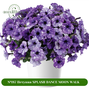 №187 Петуния SPLASH DANCE MOON WALK 187/32273