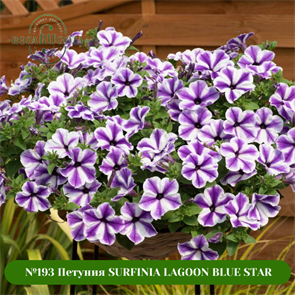 №193 Петуния SURFINIA LAGOON BLUE STAR 193/32457